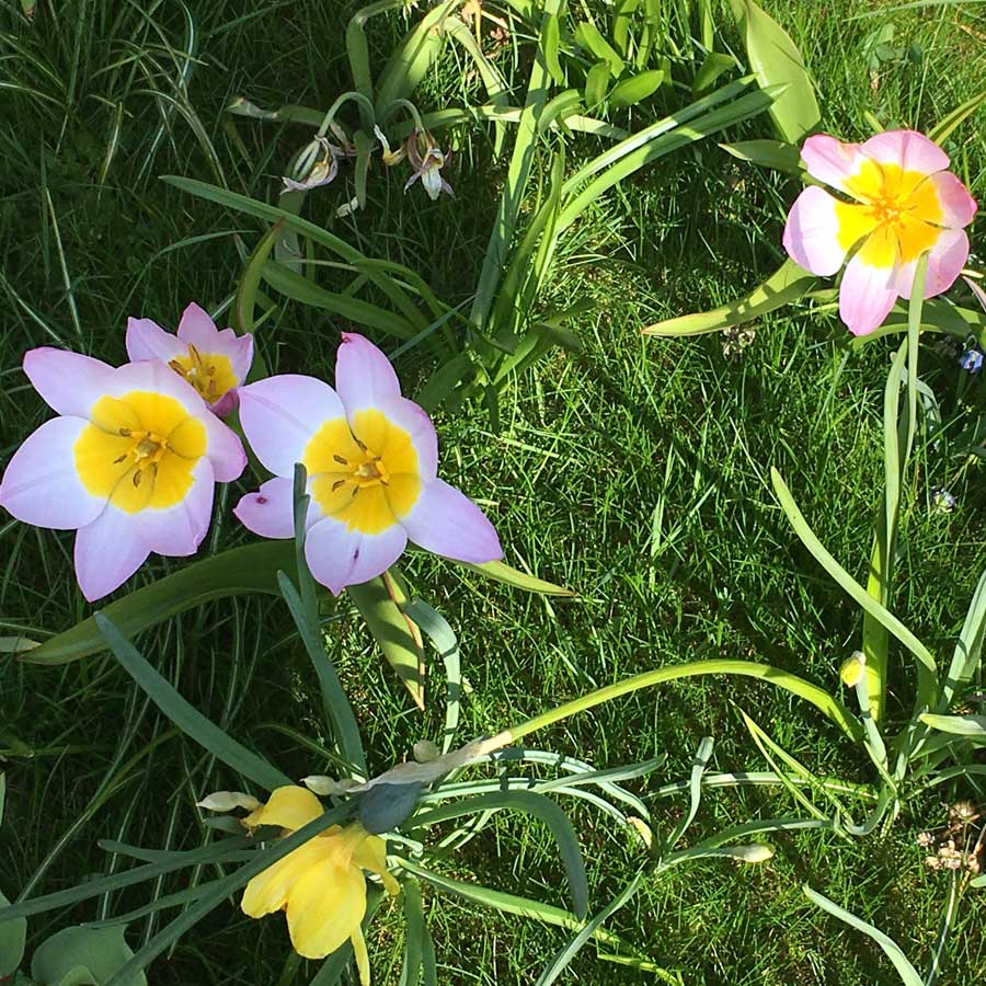 Jewelled Lawn